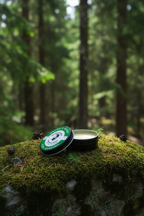 Baume à barbe Papa Camping sur une roche dans une forêt de conifères. 